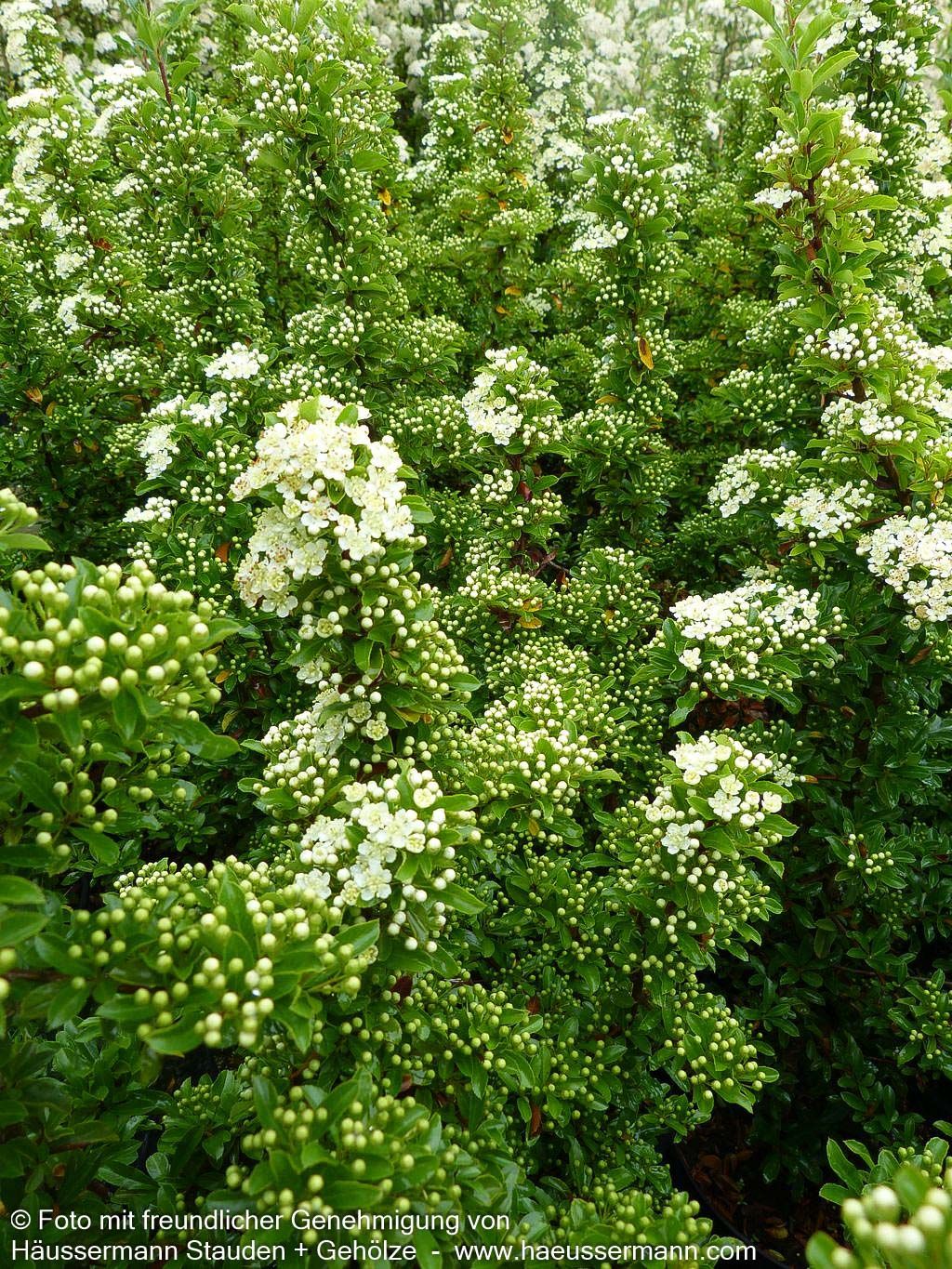 Feuerdorn 'Teton' (Pyracantha x cult.)