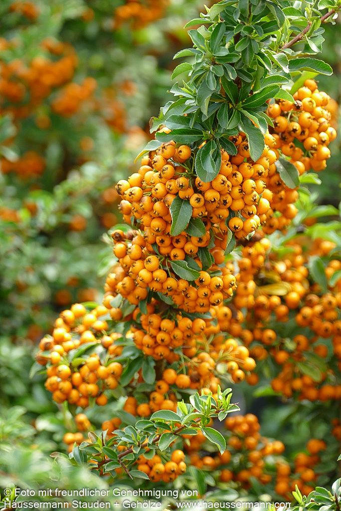 Feuerdorn 'Teton' (Pyracantha x cult.)