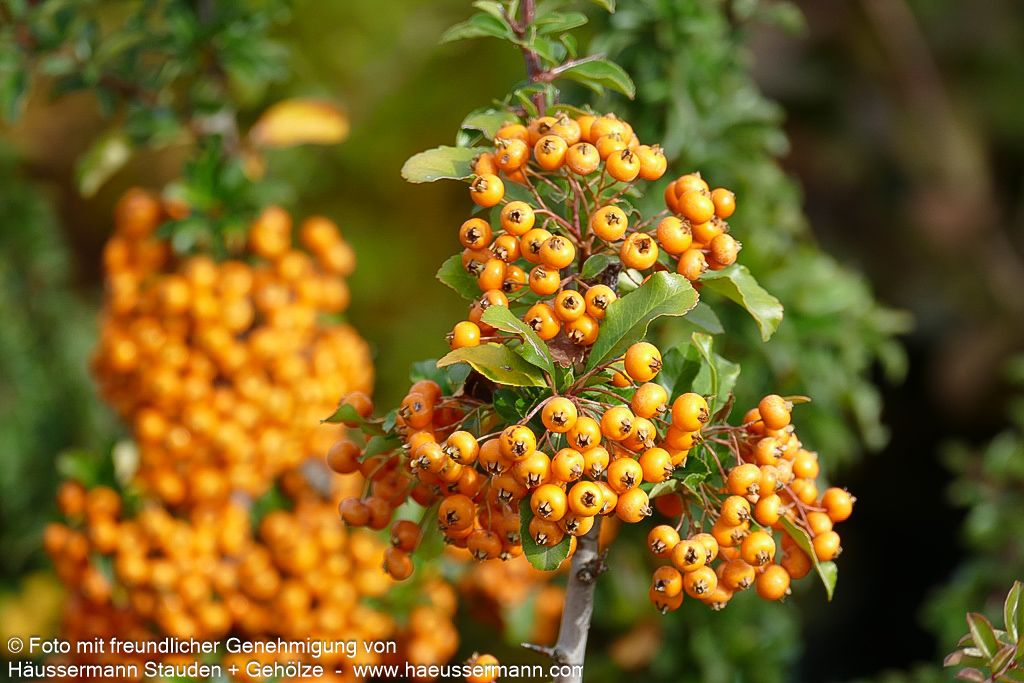 Feuerdorn 'Teton' (Pyracantha x cult.)