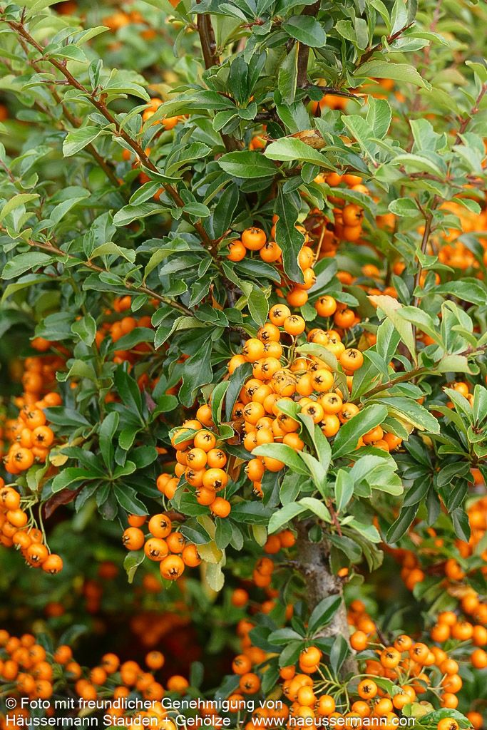 Feuerdorn 'Teton' (Pyracantha x cult.)
