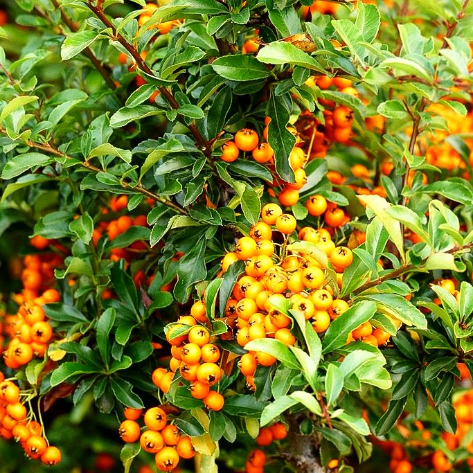 Feuerdorn 'Teton' (Pyracantha x cult.)
