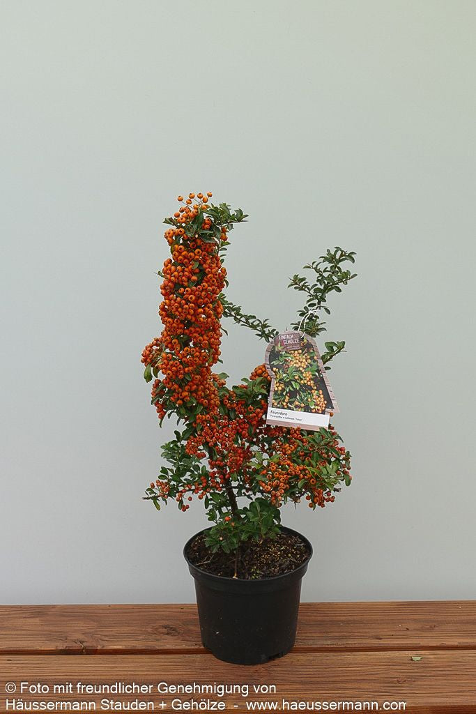 Feuerdorn 'Teton' (Pyracantha x cult.)