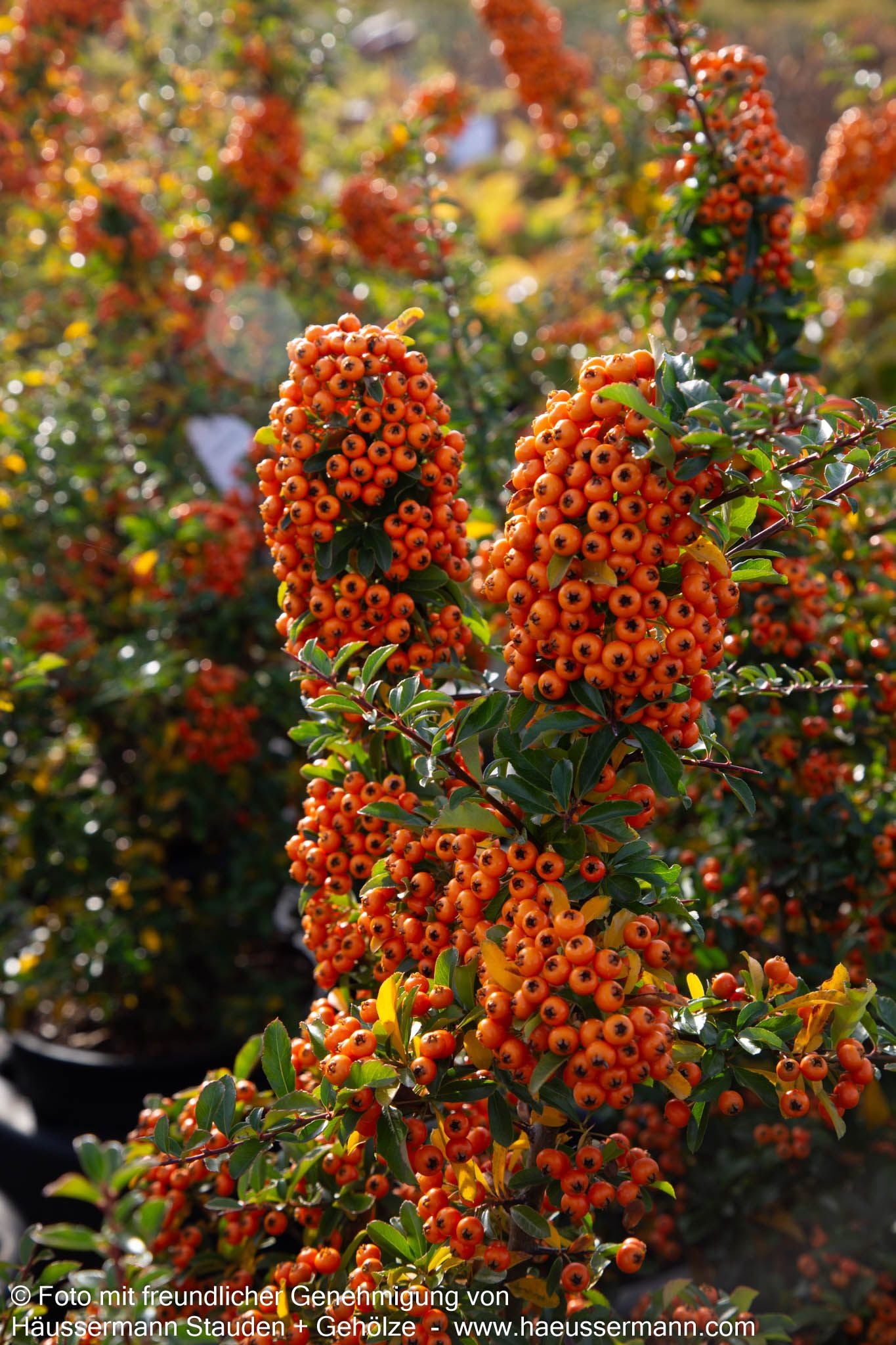 Feuerdorn 'Teton' (Pyracantha x cult.)