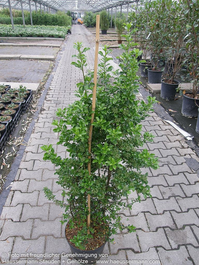 Feuerdorn 'Teton' (Pyracantha x cult.)