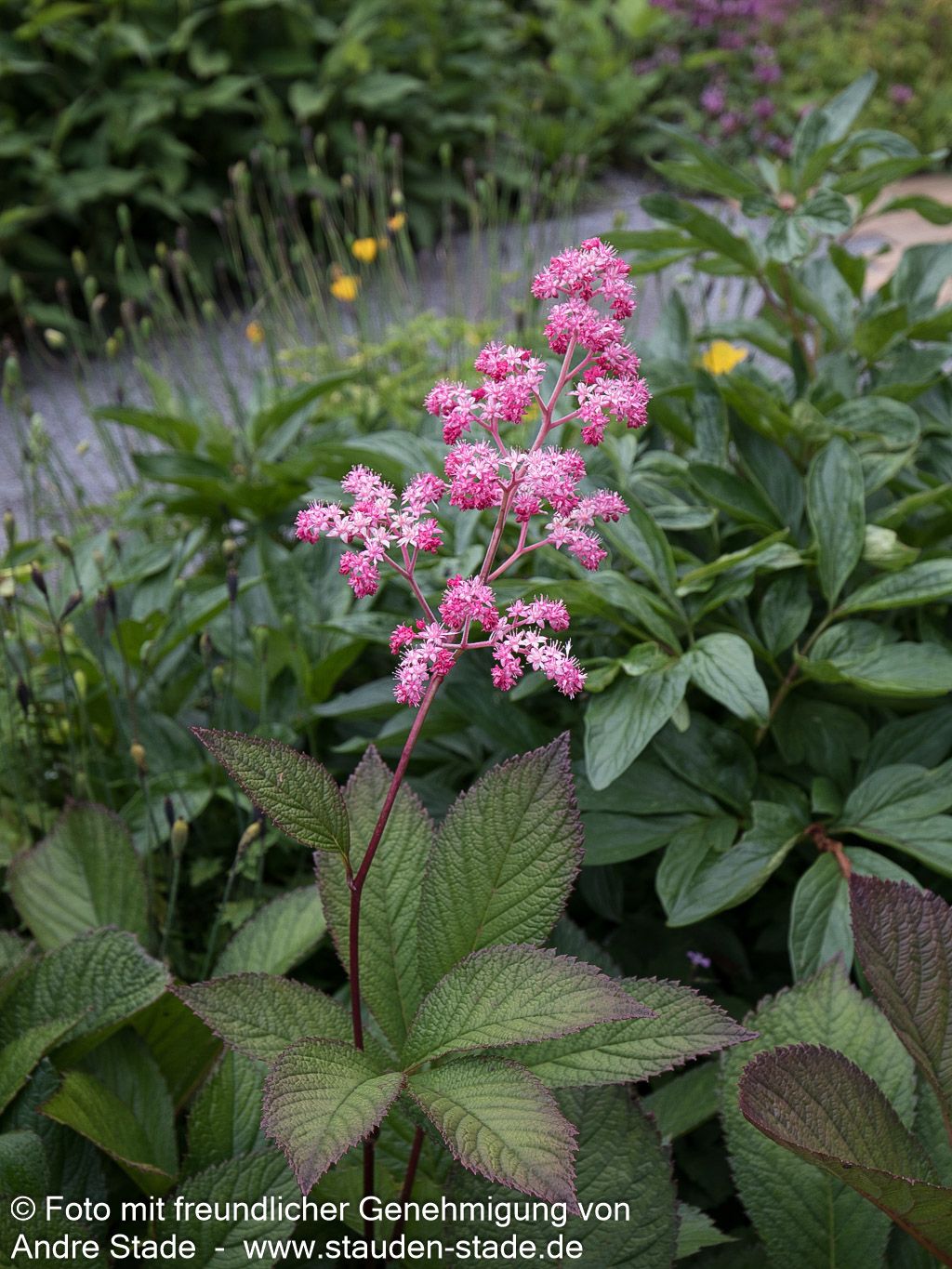 Fiederblättriges Schaublatt 'Chocolate Wings' (Rodgersia pinnata)