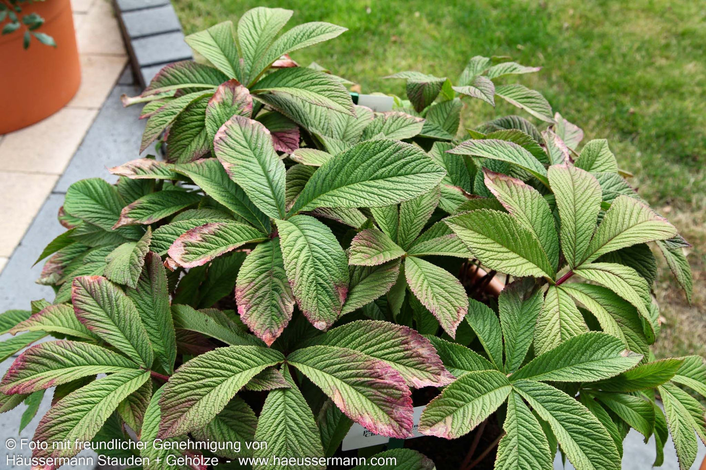 Fiederblättriges Schaublatt 'Chocolate Wings' (Rodgersia pinnata)