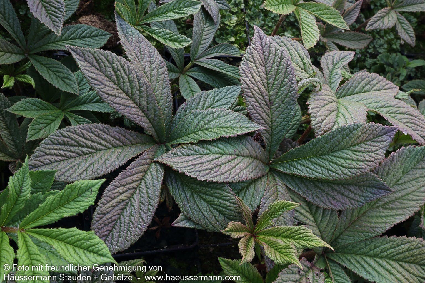 Fiederblättriges Schaublatt 'Chocolate Wings' (Rodgersia pinnata)