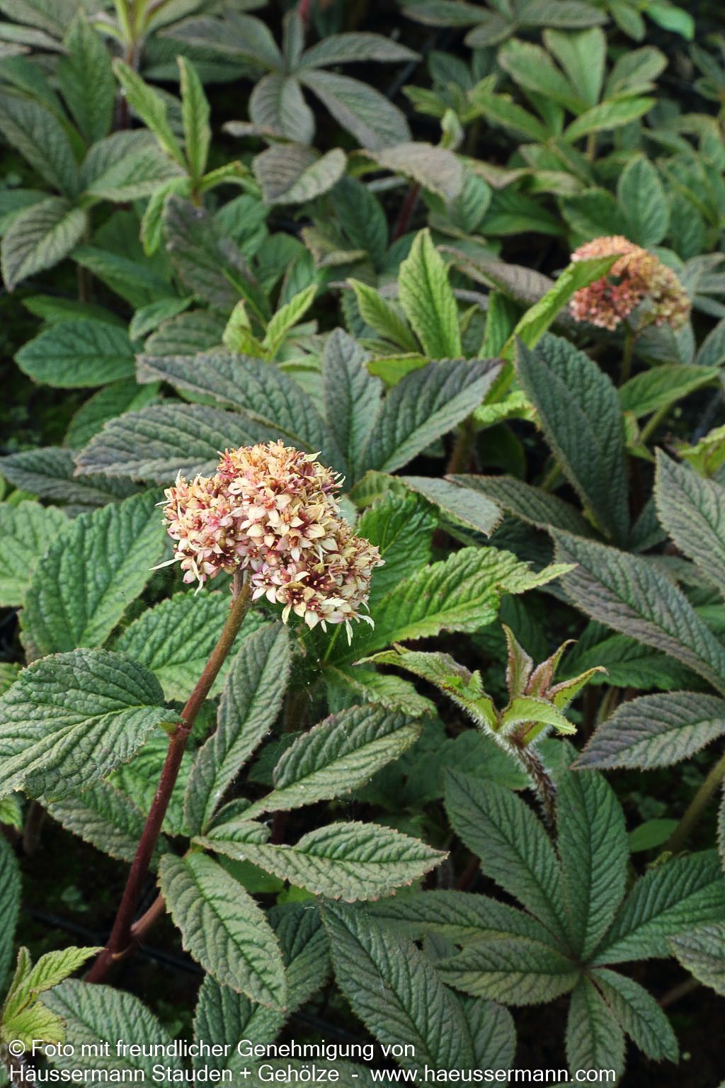 Fiederblättriges Schaublatt 'Chocolate Wings' (Rodgersia pinnata)