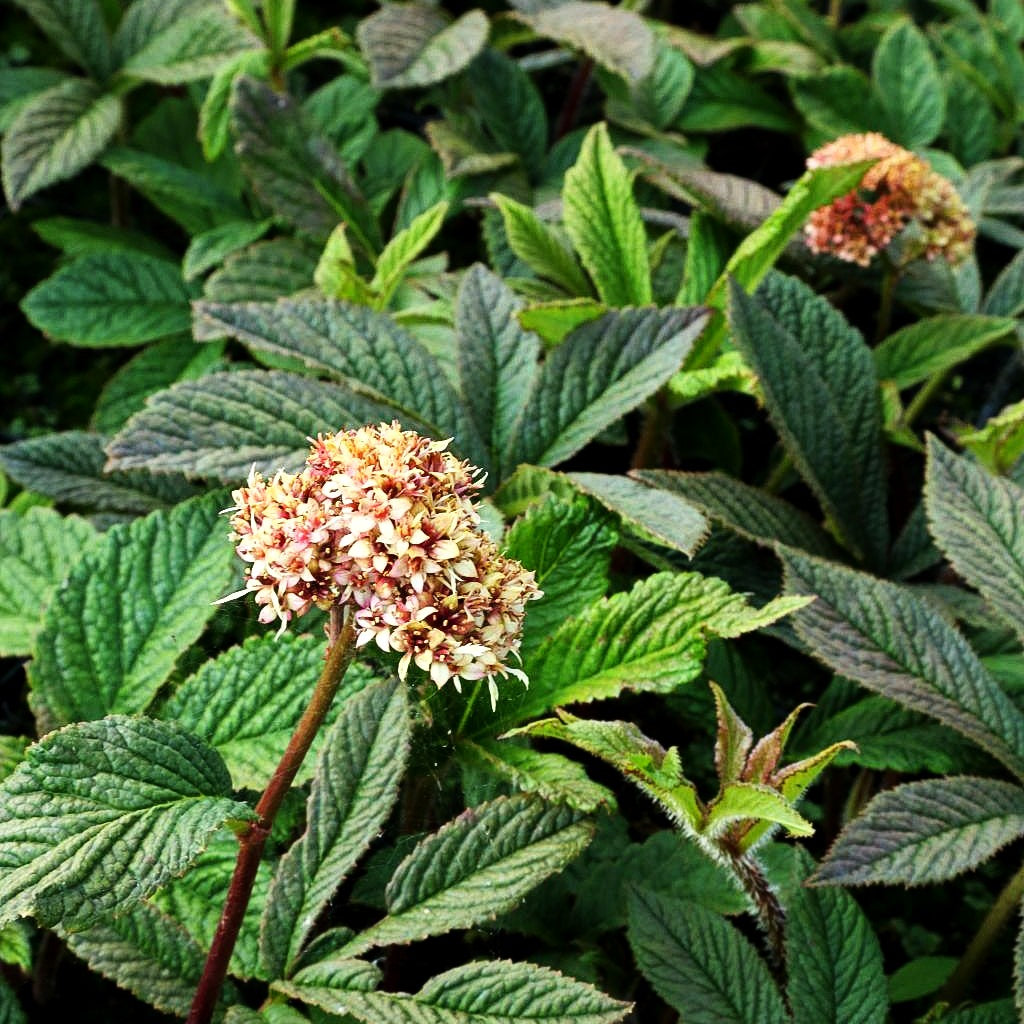 Fiederblättriges Schaublatt 'Chocolate Wings' (Rodgersia pinnata)