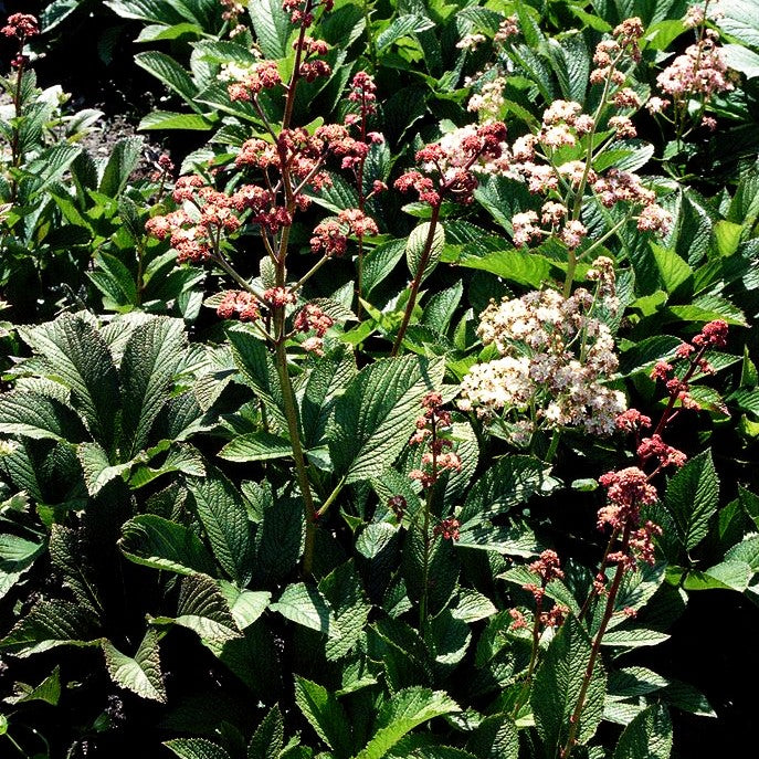 Fiederblättriges Schaublatt (Rodgersia pinnata)