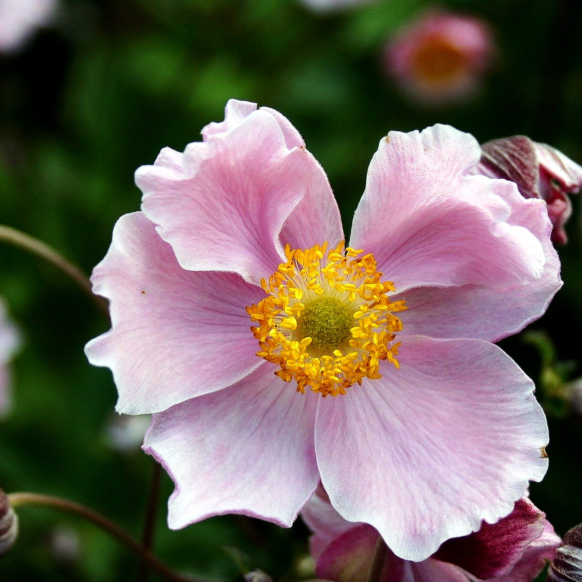 Filzige Herbst-Anemone 'Septemberglanz' (Anemone tomentosa)