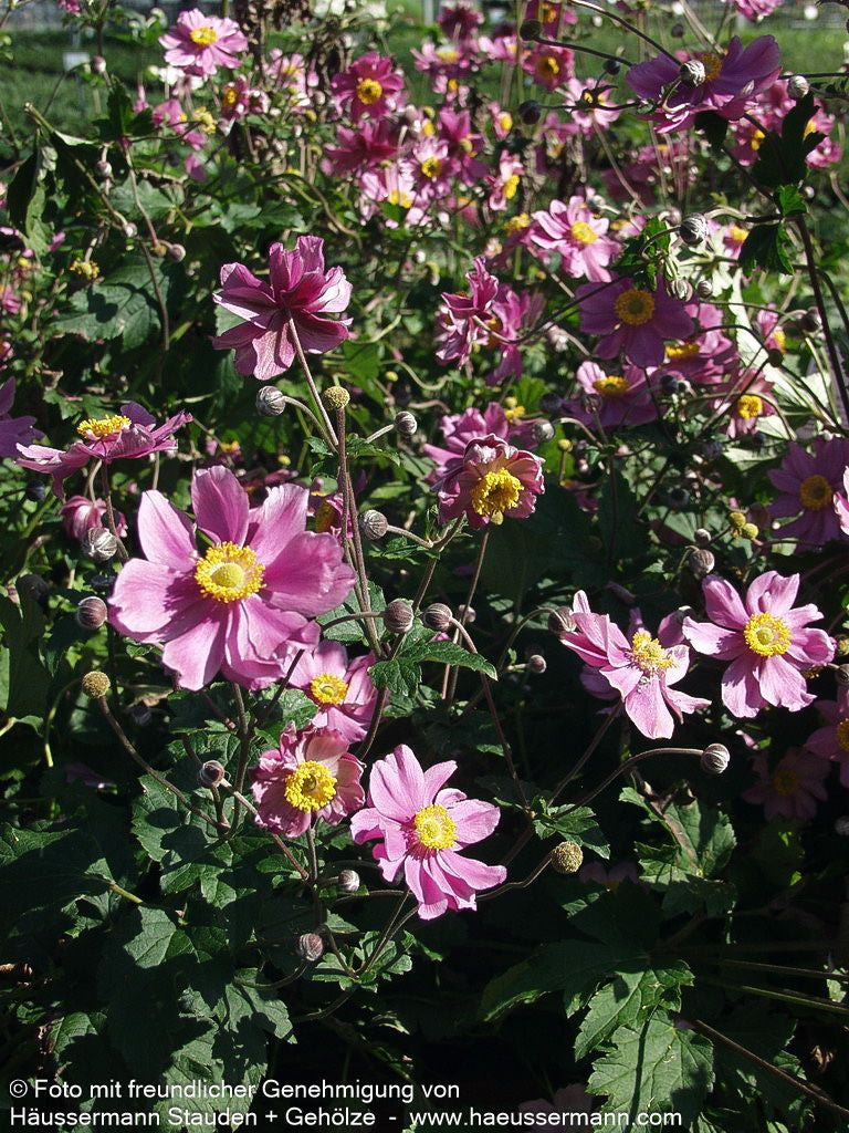 Filzige Herbst-Anemone 'Serenade' (Anemone tomentosa)