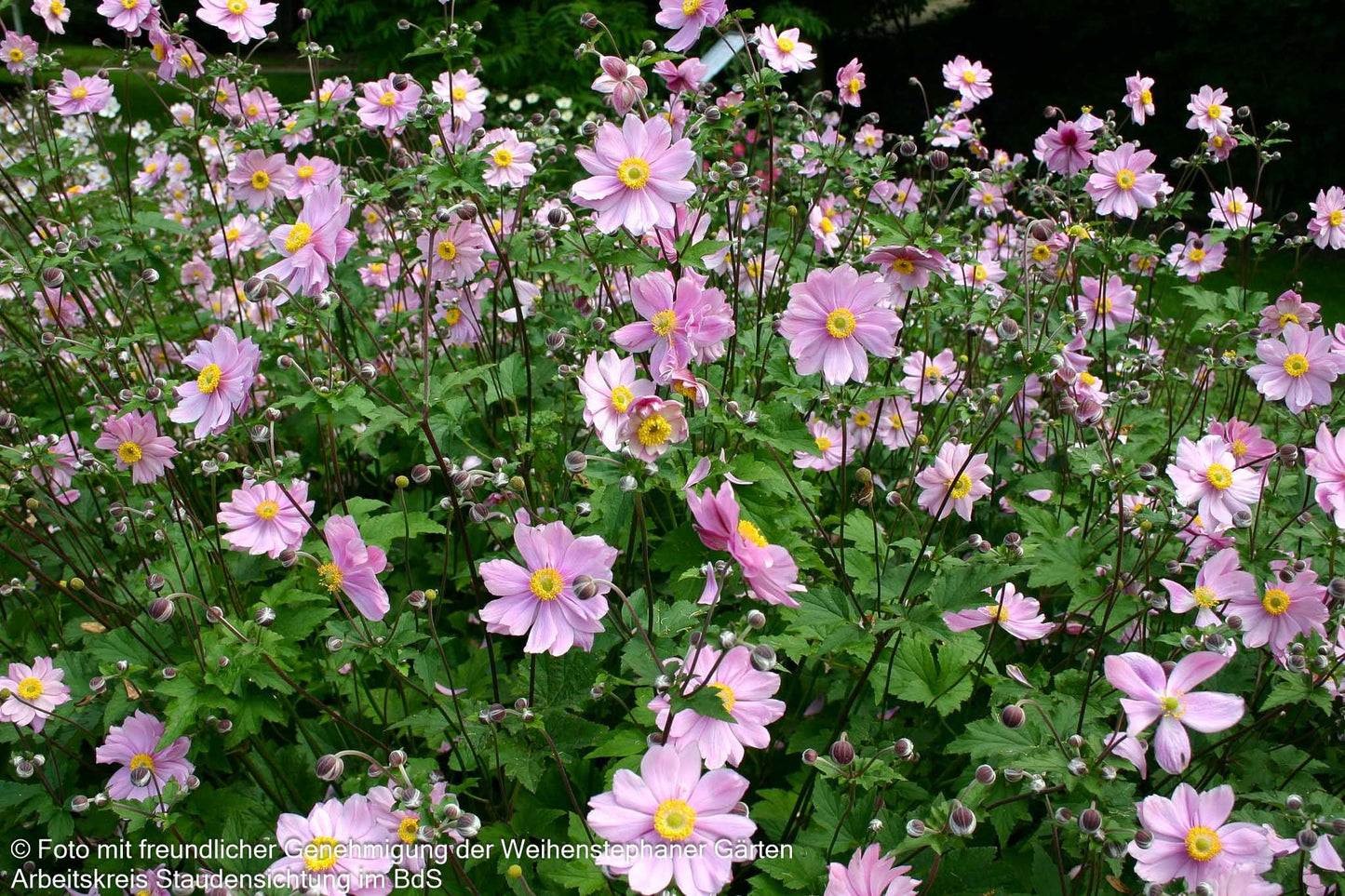 Filzige Herbst-Anemone 'Serenade' (Anemone tomentosa)