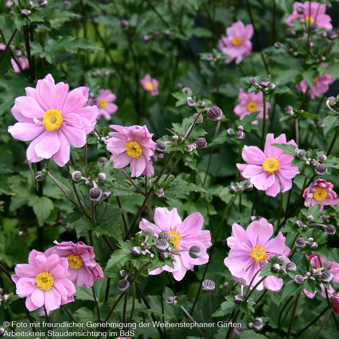 Filzige Herbst-Anemone 'Serenade' (Anemone tomentosa)