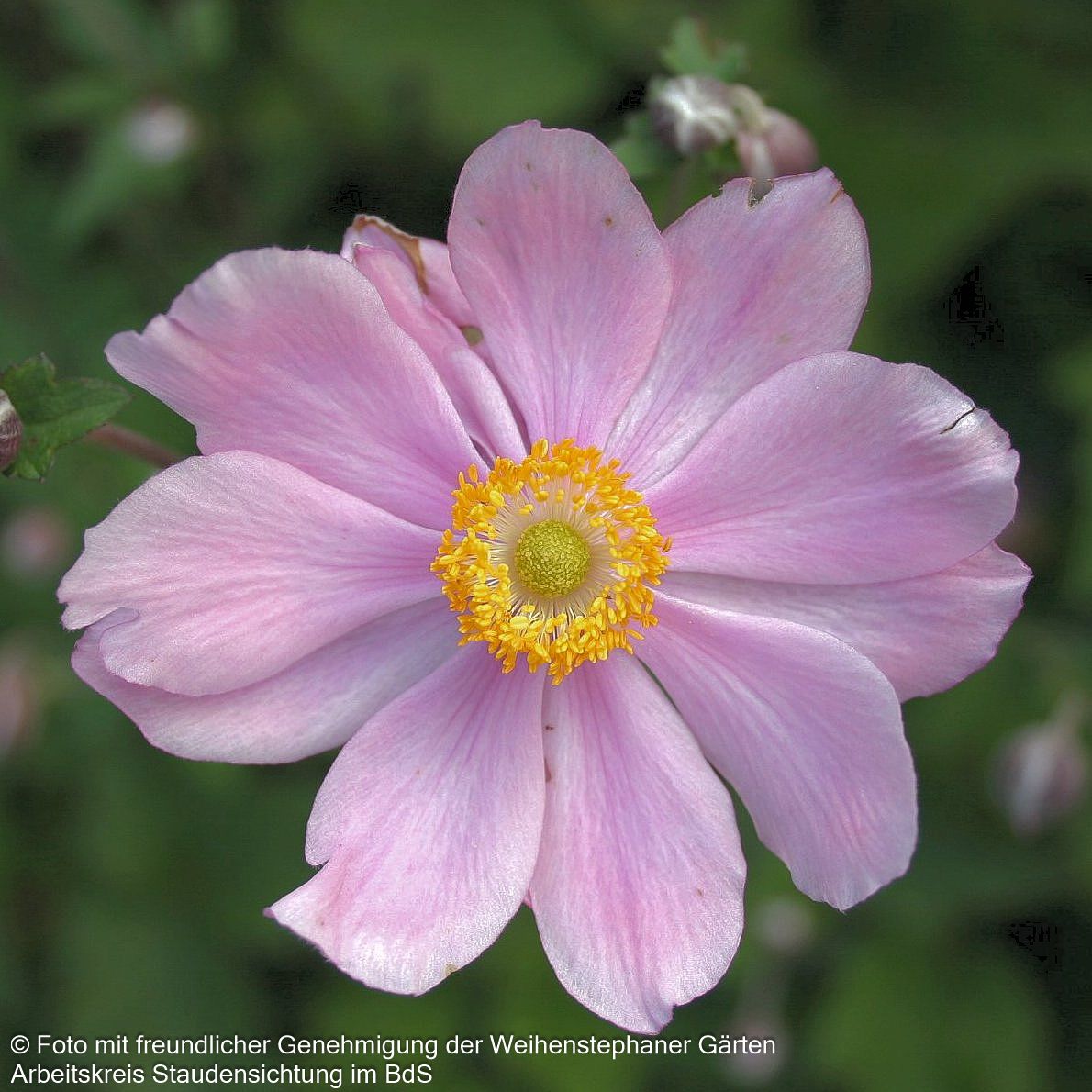 Filzige Herbst-Anemone 'Serenade' (Anemone tomentosa)
