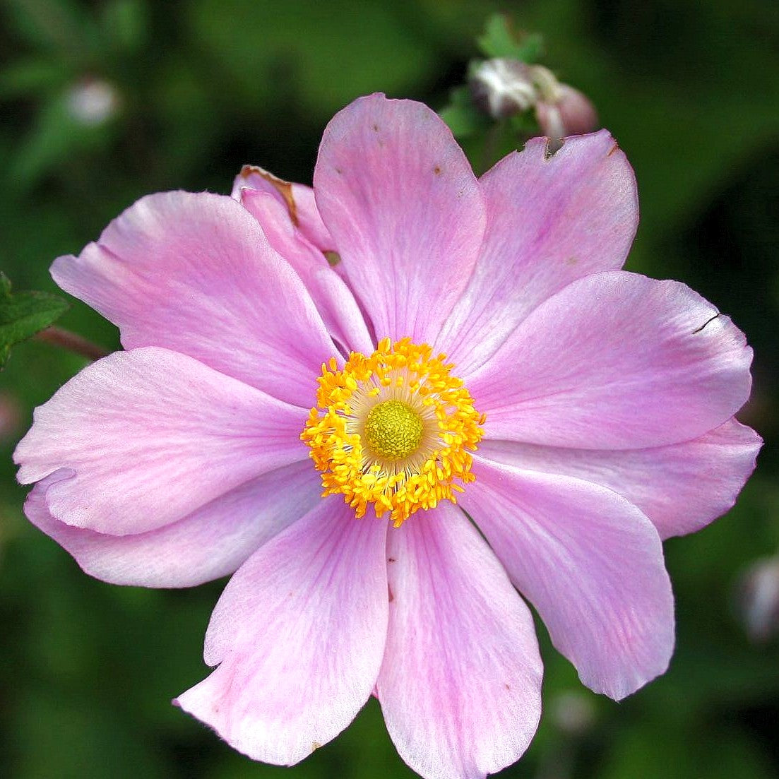 Filzige Herbst-Anemone 'Serenade' (Anemone tomentosa)