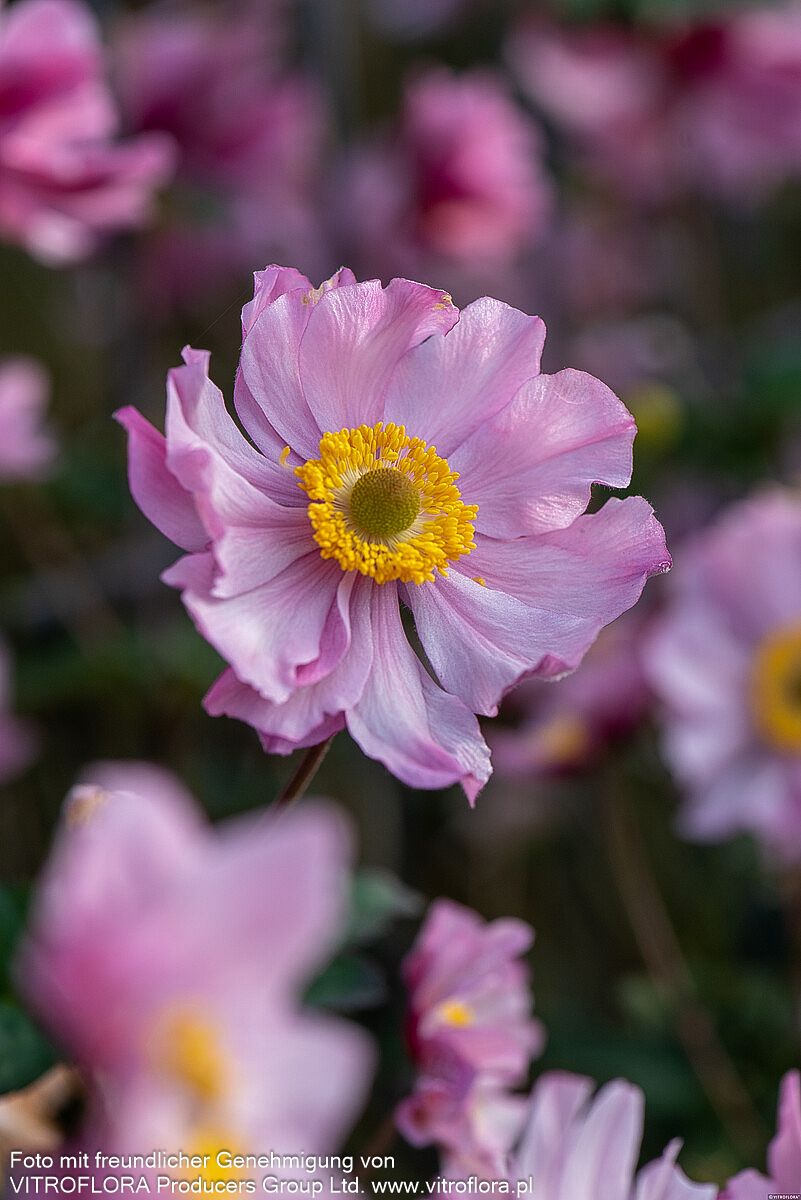 Filzige Herbst-Anemone 'Serenade' (Anemone tomentosa)