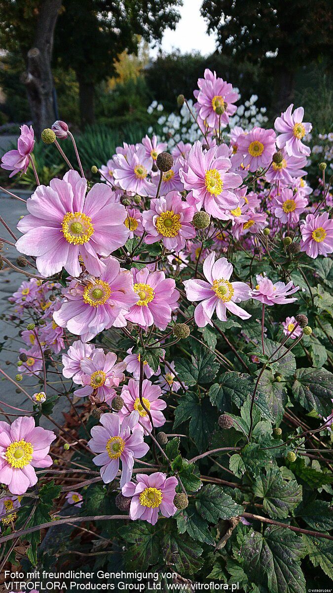 Filzige Herbst-Anemone 'Serenade' (Anemone tomentosa)
