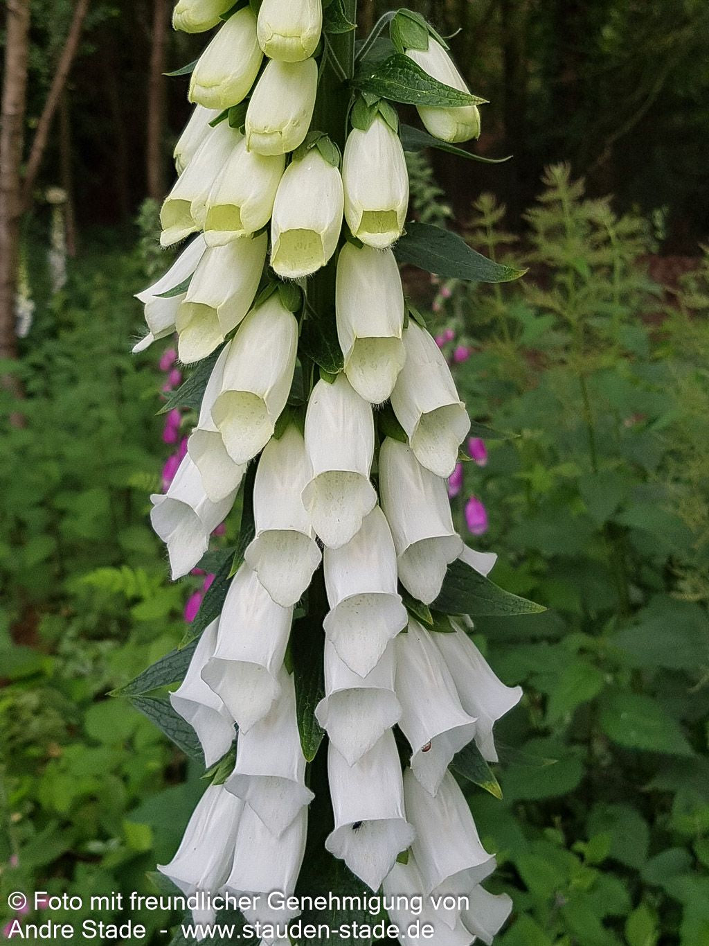 Fingerhut 'Alba' (Digitalis purpurea)