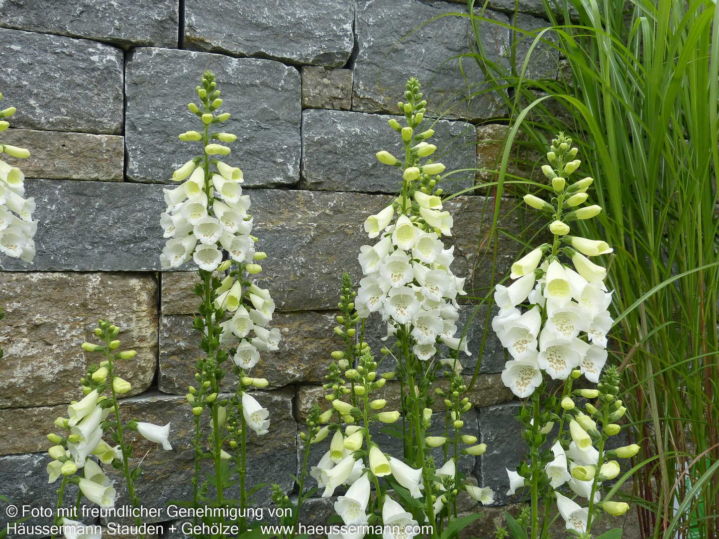 Fingerhut 'Alba' (Digitalis purpurea)