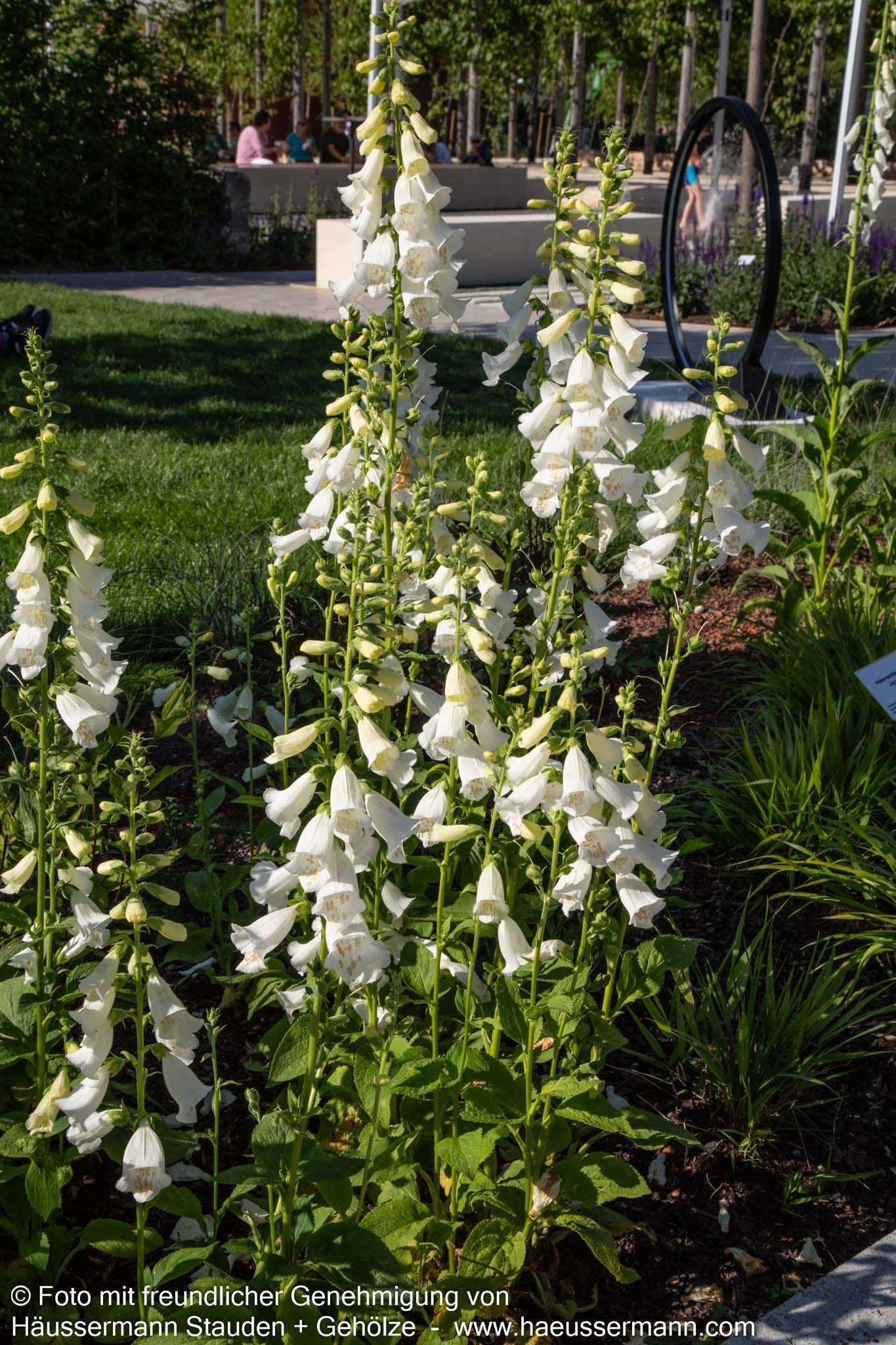 Fingerhut 'Alba' (Digitalis purpurea)