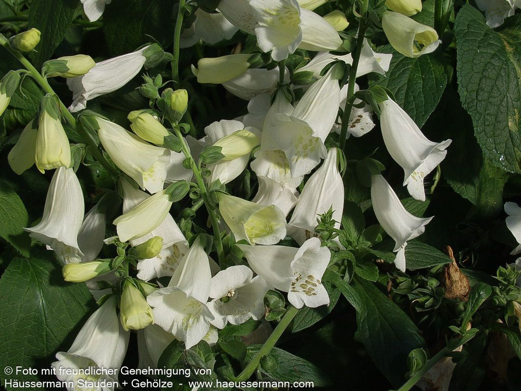 Fingerhut 'Alba' (Digitalis purpurea)