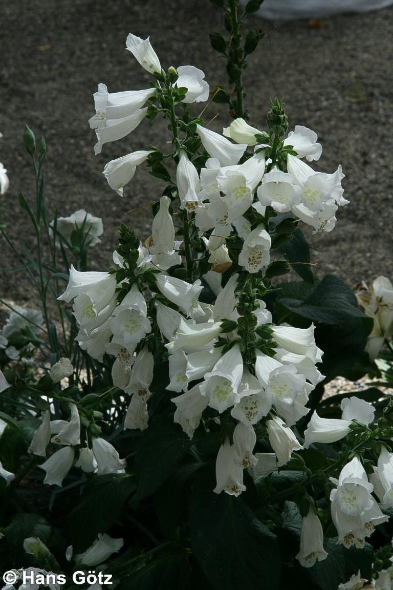 Fingerhut 'Alba' (Digitalis purpurea)
