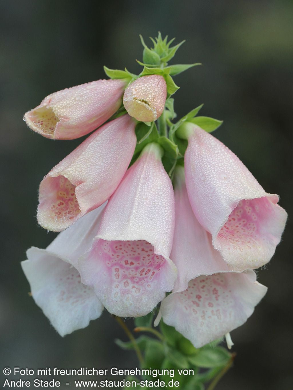 Fingerhut 'Apricot' (Digitalis purpurea)
