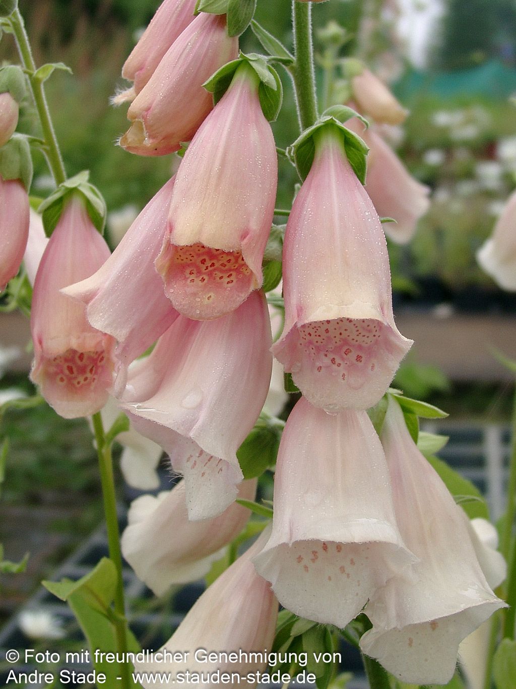 Fingerhut 'Apricot' (Digitalis purpurea)