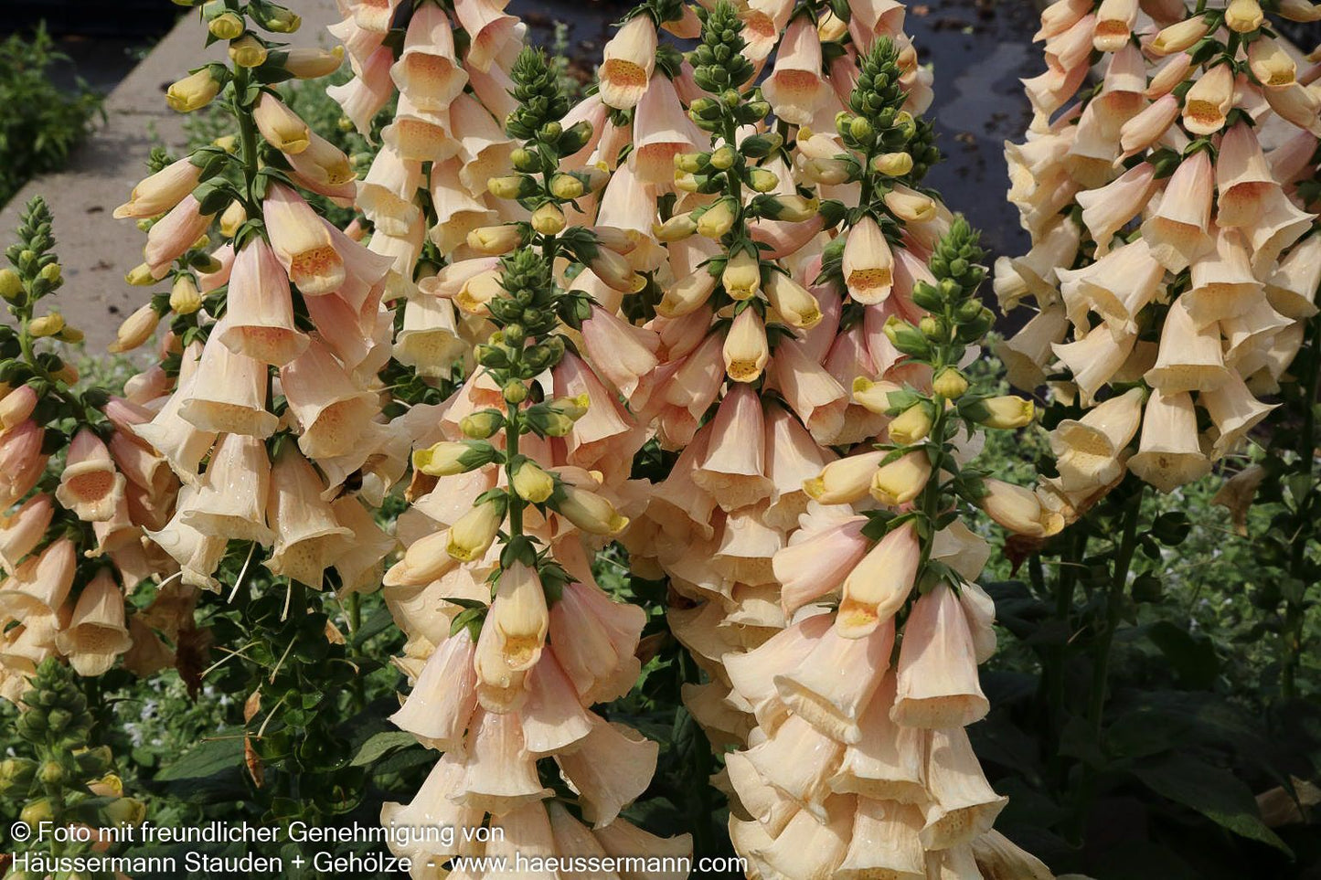 Fingerhut 'Apricot' (Digitalis purpurea)