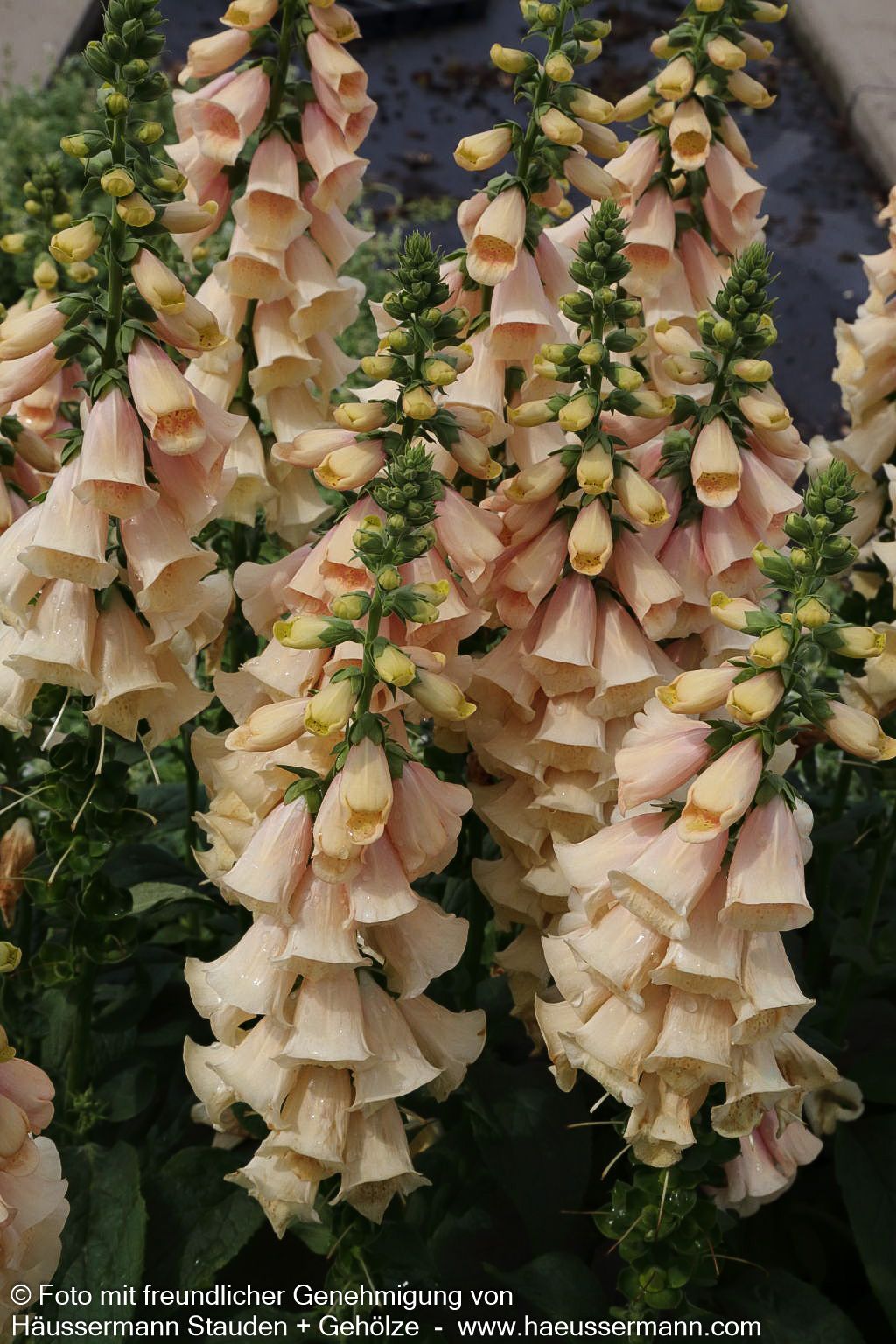 Fingerhut 'Apricot' (Digitalis purpurea)