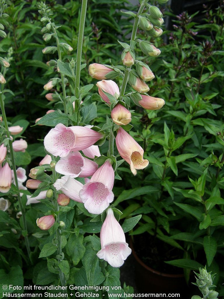 Fingerhut 'Apricot' (Digitalis purpurea)
