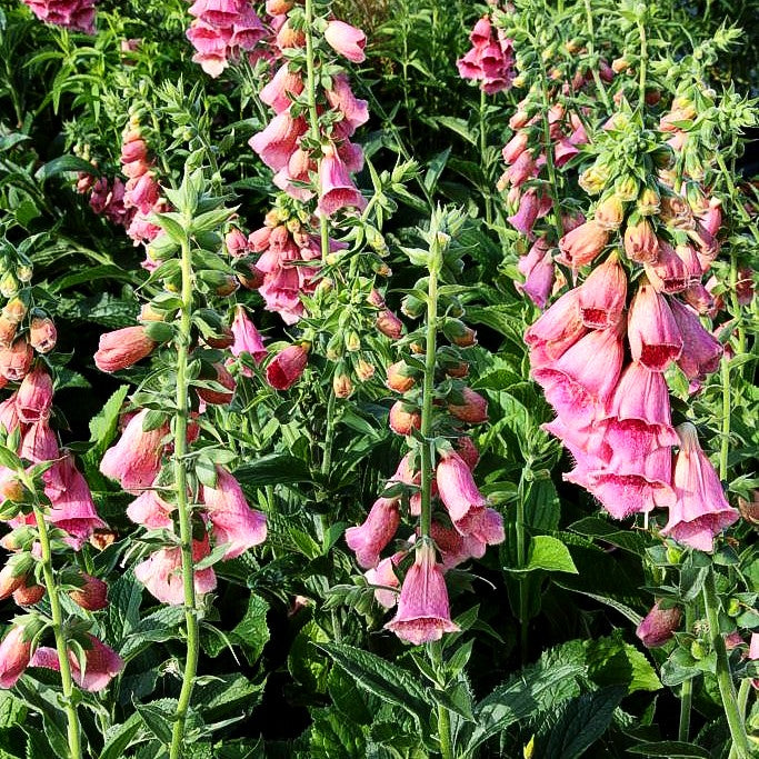 Fingerhut (Digitalis x mertonensis)