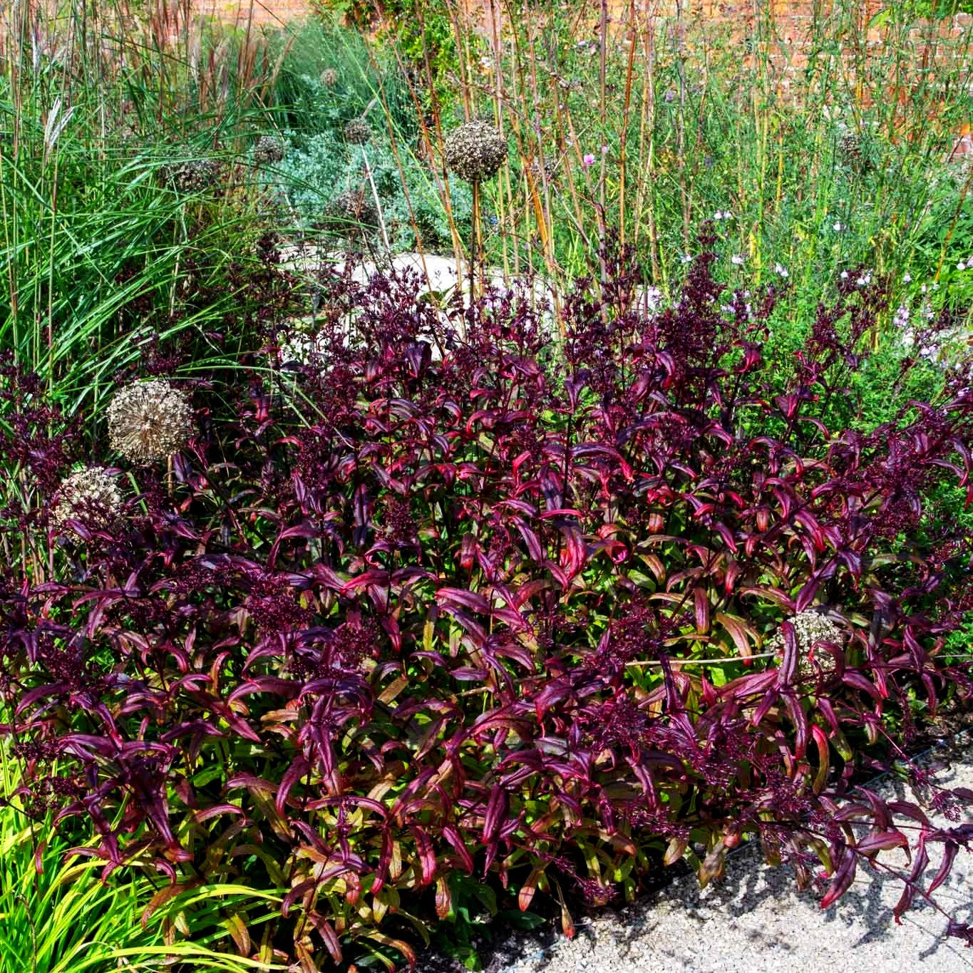 Fingerhutförmiger Bartfaden 'Dark Towers' (Penstemon digitalis)