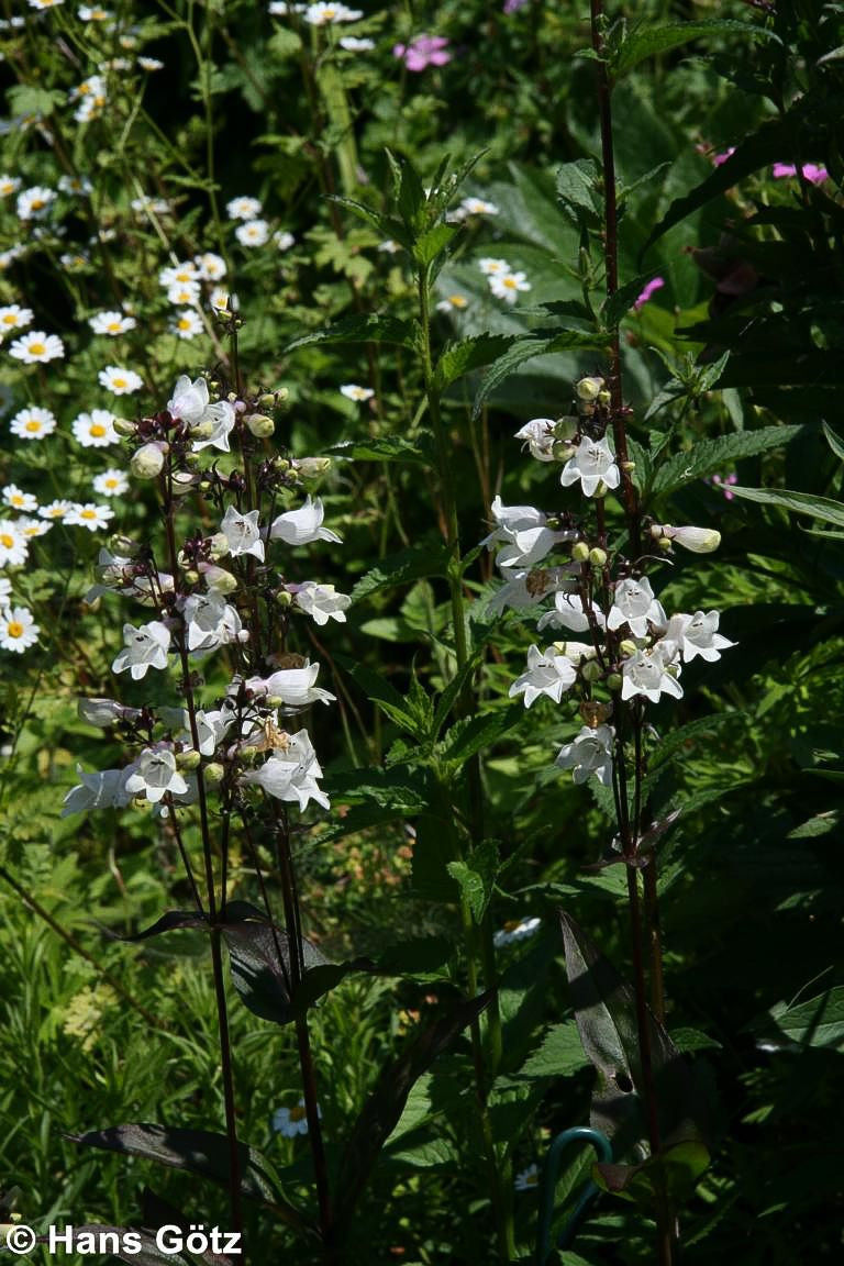 Fingerhutförmiger Bartfaden 'Husker's Red' (Penstemon digitalis)