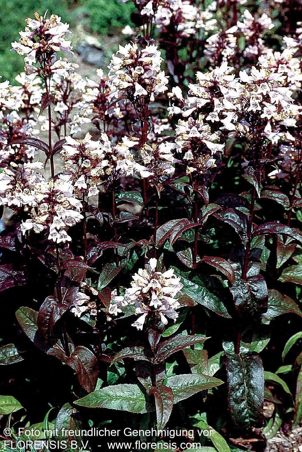 Fingerhutförmiger Bartfaden 'Husker's Red' (Penstemon digitalis)