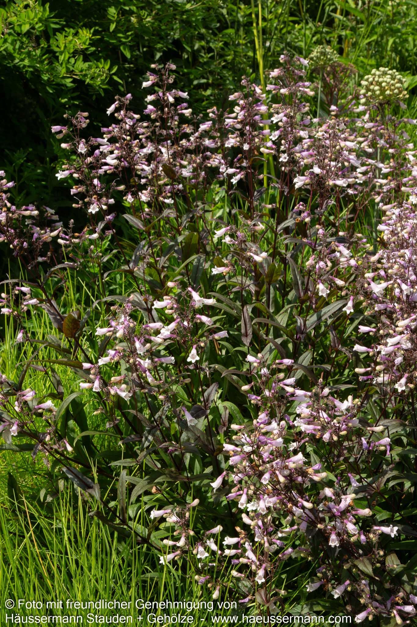 Fingerhutförmiger Bartfaden 'Husker's Red' (Penstemon digitalis)