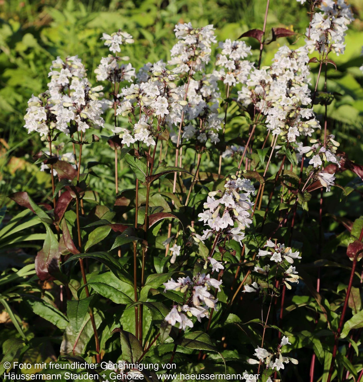 Fingerhutförmiger Bartfaden 'Husker's Red' (Penstemon digitalis)