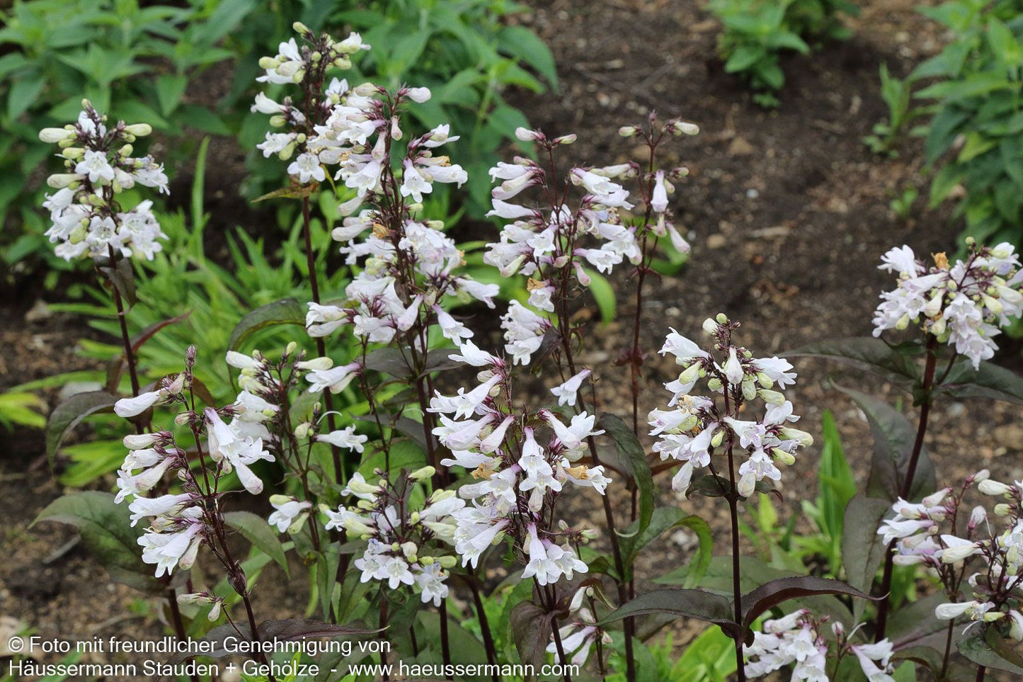 Fingerhutförmiger Bartfaden 'Husker's Red' (Penstemon digitalis)