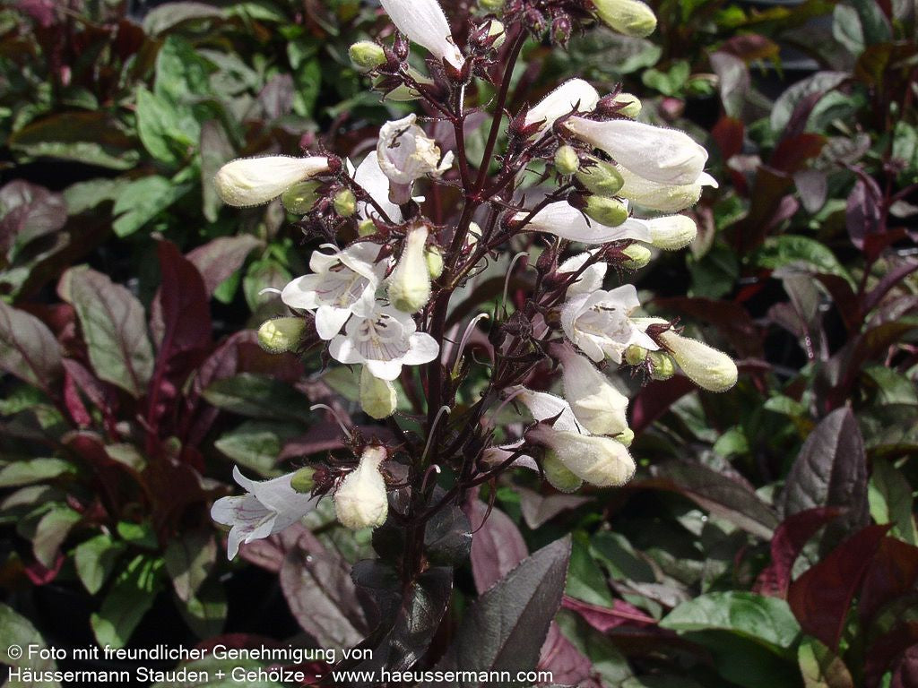 Fingerhutförmiger Bartfaden 'Husker's Red' (Penstemon digitalis)
