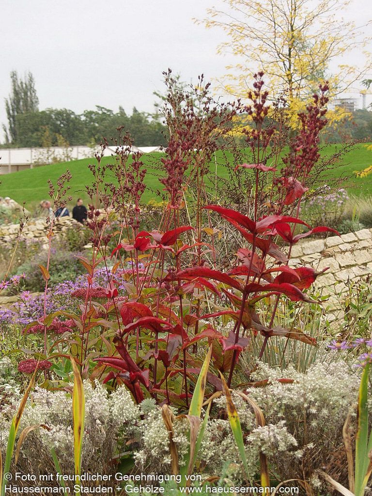 Fingerhutförmiger Bartfaden 'Husker's Red' (Penstemon digitalis)