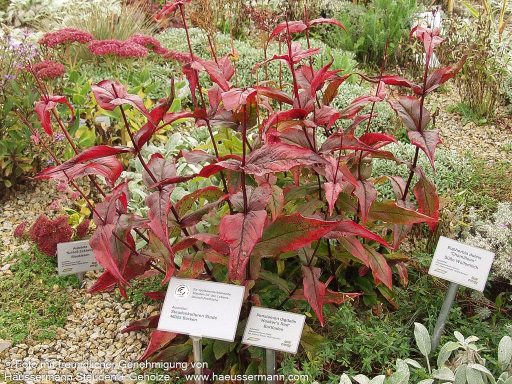 Fingerhutförmiger Bartfaden 'Husker's Red' (Penstemon digitalis)