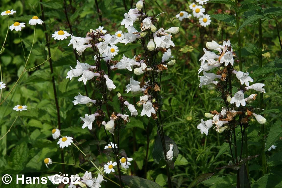 Fingerhutförmiger Bartfaden 'Husker's Red' (Penstemon digitalis)
