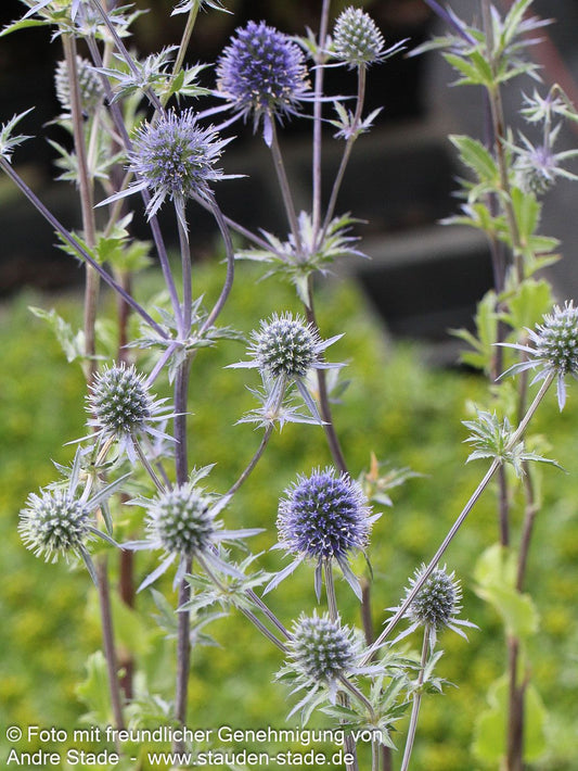 Flachblättriger Mannstreu (Eryngium planum)