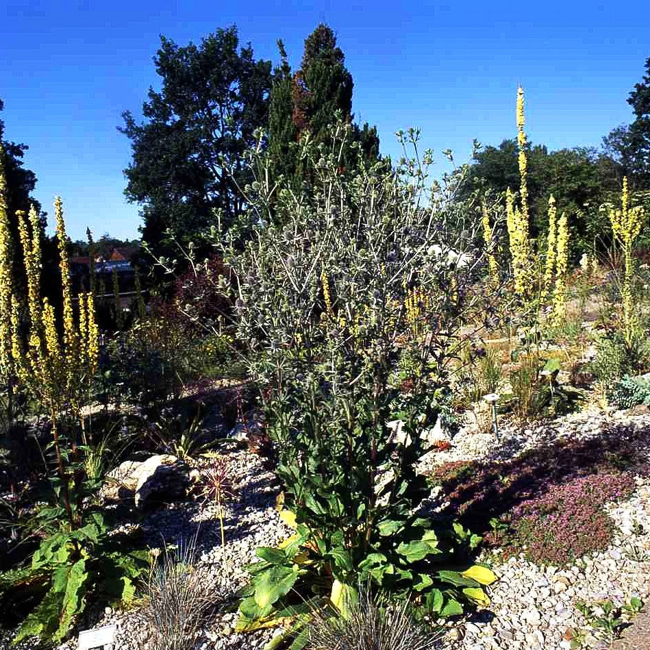 Flachblättriger Mannstreu (Eryngium planum)