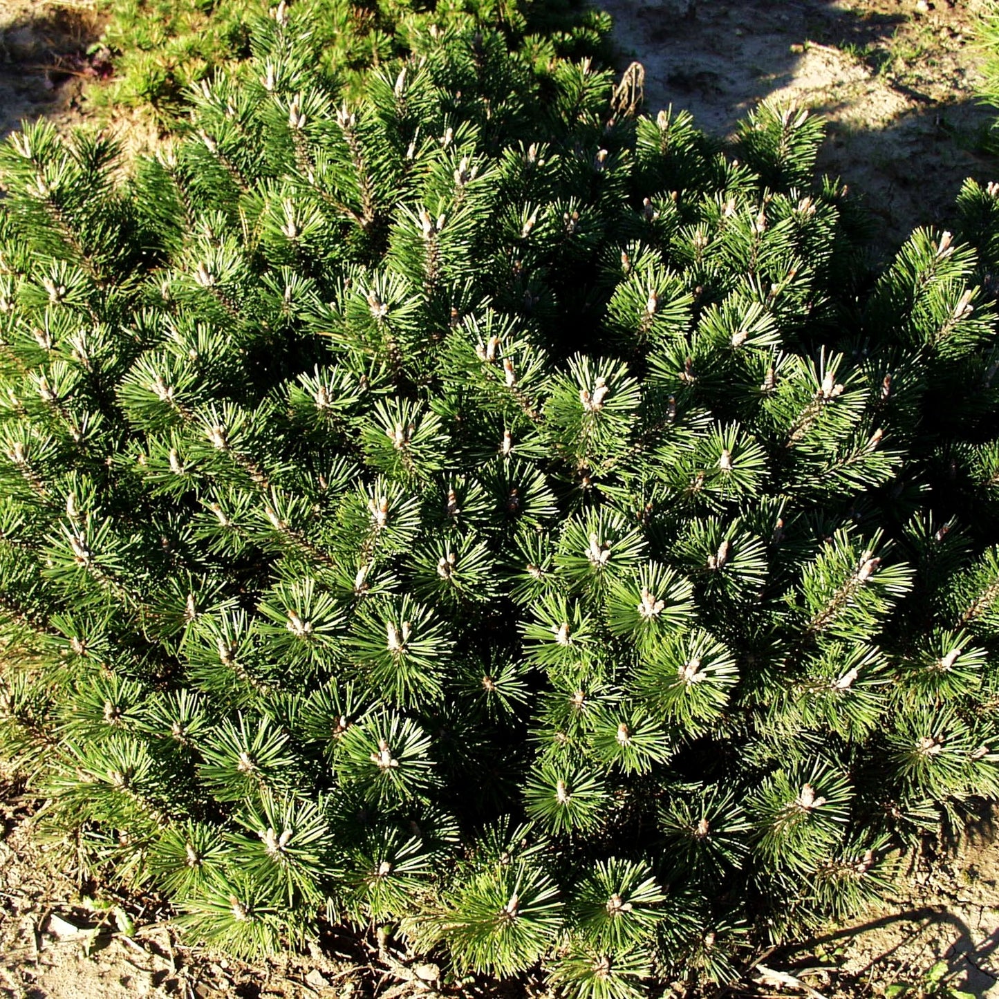 Flachwachsende Zwerg-Kiefer 'Humpy' (Pinus mugo)