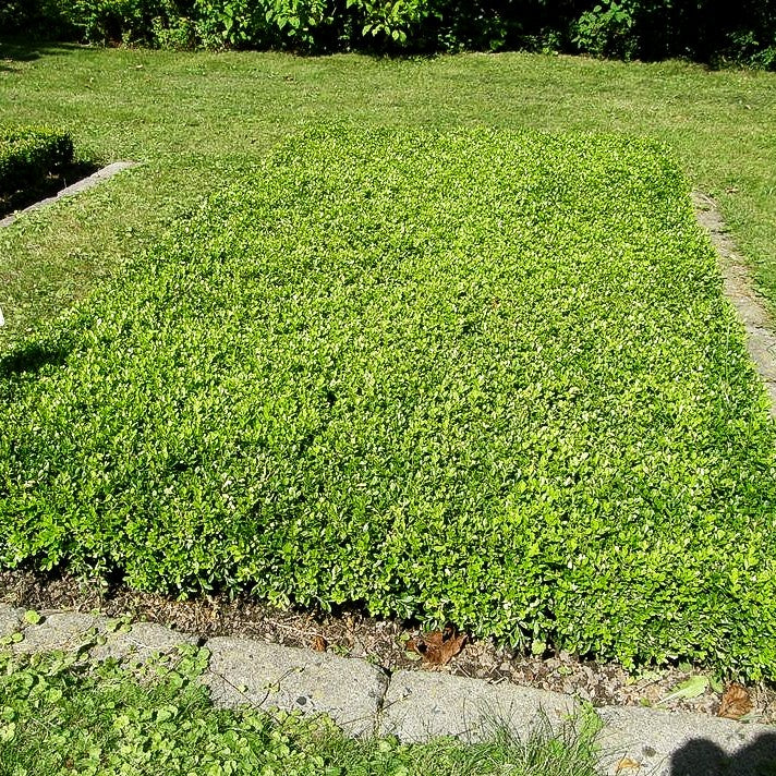 Flachwachsender Buchsbaum 'Herrenhausen' (Buxus sempervirens)