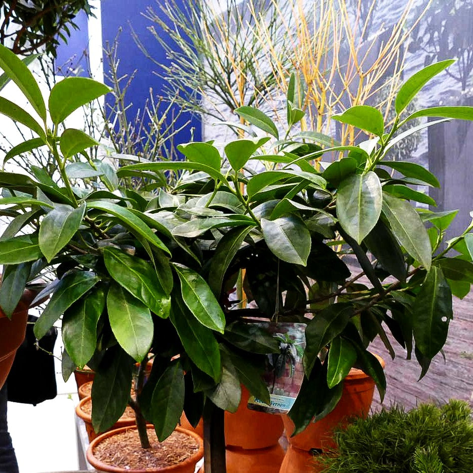 Flachwachsender Kirschlorbeer 'Mount Vernon' (Prunus lauroc.)