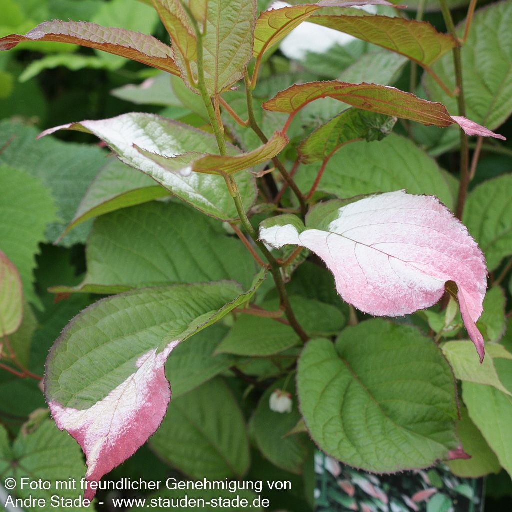 Flamingo-Strahlengriffel (Actinidia kolomikta)