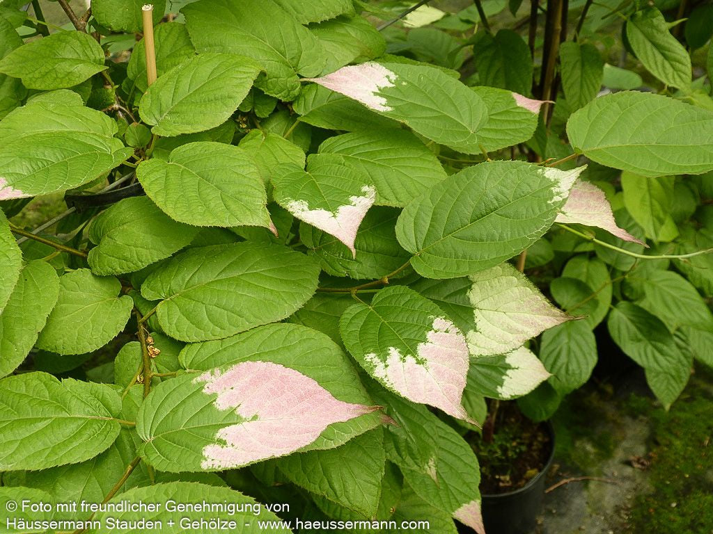 Flamingo-Strahlengriffel (Actinidia kolomikta)